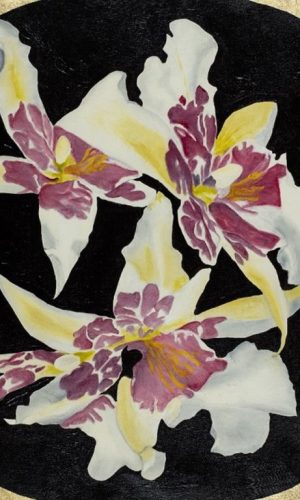 <h5>Falcone, Robert</h5>Orchid 9