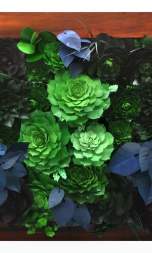 <h5>Gray, Lea</h5> Sempervivum Dream