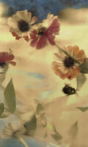 <h5>Vogel, Barbara</h5>Long Stemmed Zinnias